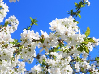 Fototapeta na wymiar white flowers of cherry tree in spring