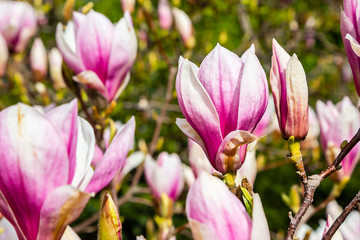 Tulpen-Magnolie (Magnolia × soulangeana) 