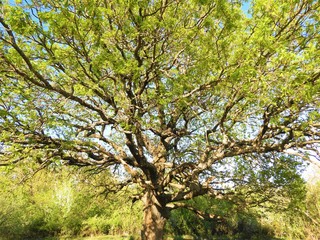 tree in spring