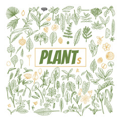 Plant