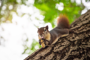 Squirrel brown fur funny animal in autumn forest on background, wild nature animal eating peanut on a tree.