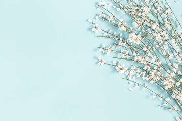 Flowers composition. White flowers on pastel blue background. Spring, easter concept. Flat lay, top view, copy space