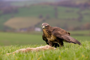 Common Buzzard (Buteo buteo) feeding on a rabbit in the mid-Wales countryside, UK