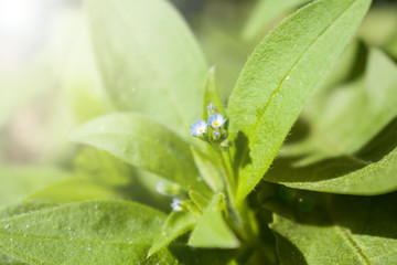 Tiny forget-me-not flower on bright sunlight