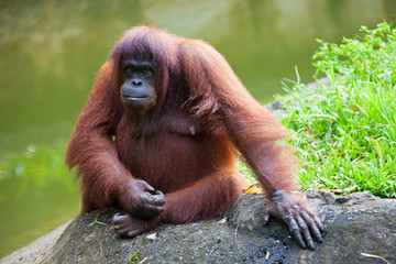 Portrait of sad orangutan sitting on the stone and looking at the camera. Borneo