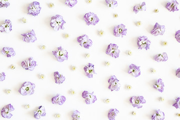 Flowers composition. Purple flowers on white background. Spring, easter concept. Flat lay, top view