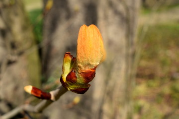 green  bud of leaves 