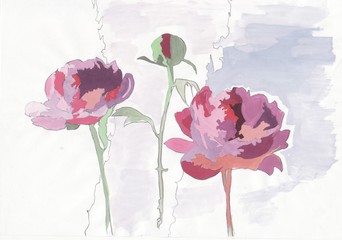 Flowering peonies, painted in watercolor.  Watercolor sketch. Blue red, white wallpaper design. Cartoon flowers