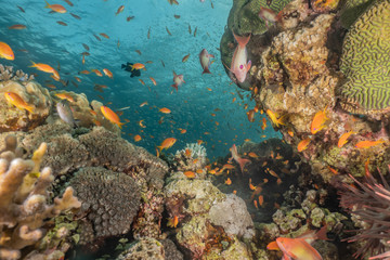 Fish swim in the Red Sea, colorful fish, Eilat Israel