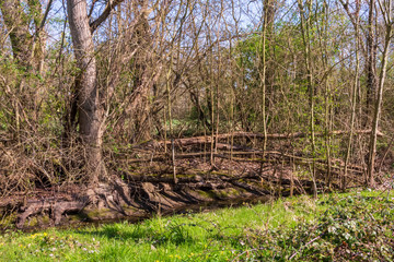 pont d'arbre