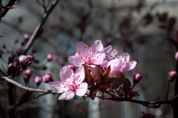 Japanische Kirschblüten