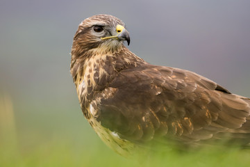 Common Buzzard (Buteo buteo) feeding on a rabbit in the mid-Wales countryside, UK
