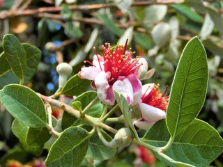 red flower in the garden