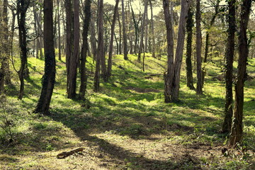 trees in the green park 