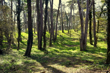 trees in the green park 