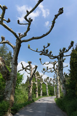 Landschaft mit knochigen Bäumen (Allee) auf der Insel Mainau