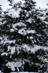 Snow covered trees