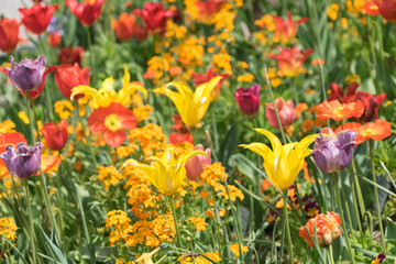 Insel Mainau im Frühling: buntes Blumenbeet mit Tulpen und Mohn