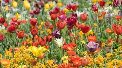 Insel Mainau im Frühling: buntes Blumenbeet mit Tulpen und Mohn