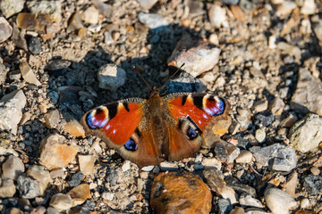European Peacock Butterfly in Springtime