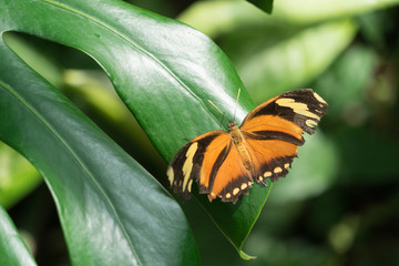 Bunter Schmetterling "Afrikanischer Monarch" (Danaus chrysippus) in grüner Natur © tina7si