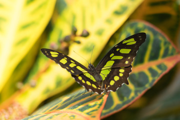 Bunter Schmetterling 