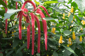Tropische Pflanzen im Schmetterlingshaus