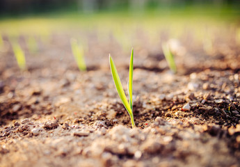 Young garlic growing in a garden,sunlight