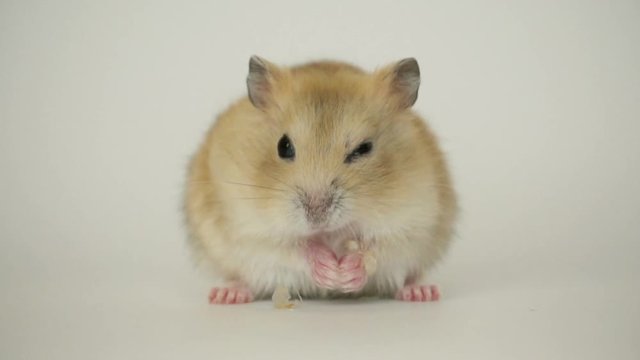 Funny hamster eat, slow motion