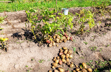 Freshly dug organic potatoes of new harvest