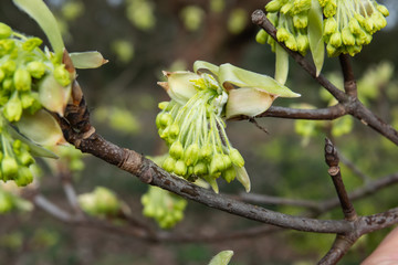 Italian Maple Leaves and Flowers Sprouting in Winter