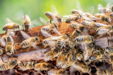 Hardworking bees on honeycomb in apiary in late summertime 