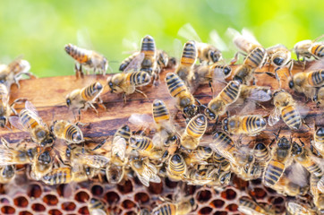 Hardworking bees on honeycomb in apiary in late summertime 