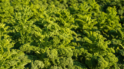 Naklejka premium Grünkohl auf einem Feld