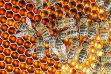 Hardworking bees on honeycomb in apiary in late summertime 