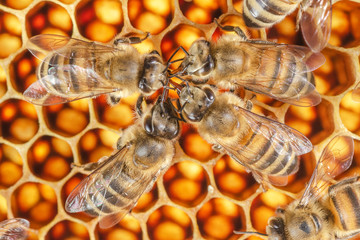 Hardworking bees on honeycomb in apiary in late summertime 