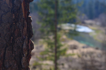 Tree in front of a river