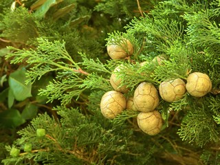 cones on the tree