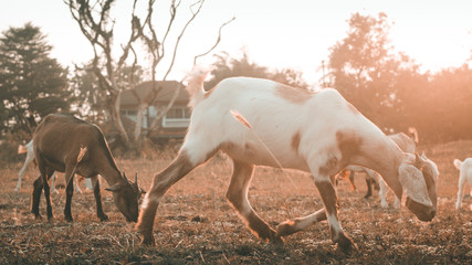 Obraz na płótnie Canvas Goat in field
