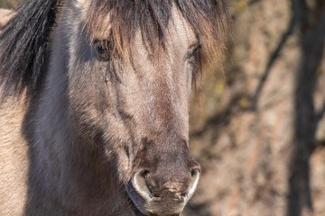 Fototapeta premium Beautiful horses in spring in the meadow eat grass. Horse walking in field. 