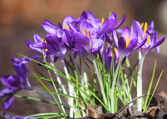 Purple crocus in spring