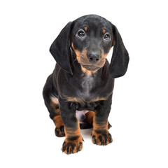 Two-month smooth black and tan dachshund puppies on white background