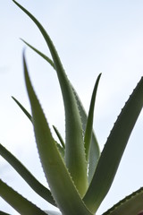 Aloes