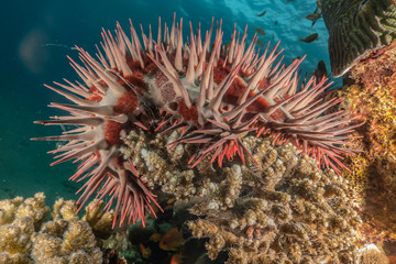 Naklejka na ściany i meble Red Sea Fire Urchin in the Red Sea Colorful and beautiful, Eilat Israel