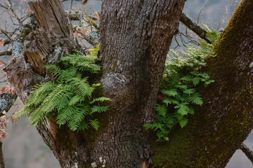 Obraz premium felci Polypodium su albero quercia in primo piano