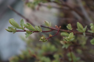 Garten, Bäume, Äste, Blumen, Pflanzen im März, Frühling