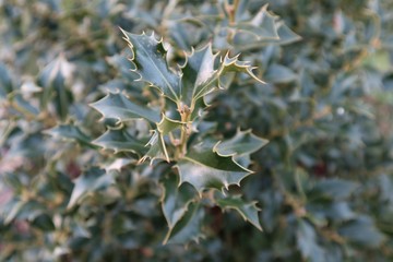 Garten, Bäume, Äste, Blumen, Pflanzen im März, Frühling