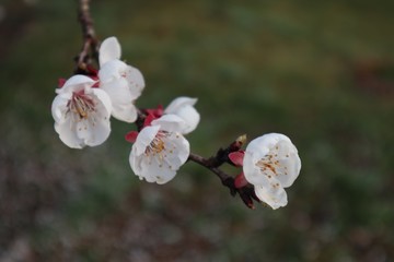 Garten, Bäume, Äste, Blumen, Pflanzen im März, Frühling