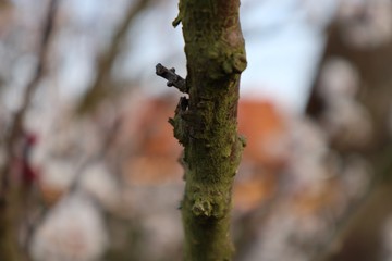 Garten, Bäume, Äste, Blumen, Pflanzen im März, Frühling