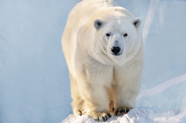 Fototapeta premium polar bear